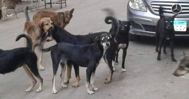 شكوى من انتشار الكلاب الضالة بشارع مترو الأنفاق فى دار السلام
