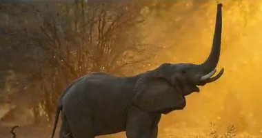 الجفاف خلى الفيل يطير.. فيل يقفز لتناول طعامه من شجرة عالية.. فيديو