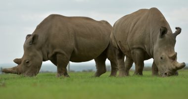 "نقل الأجنة" تقنية جديدة لحماية وحيد القرن من الانقراض.. اعرف ازاى