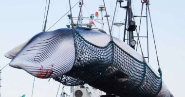 اليابان تستأنف صيد الحيتان التجارى وسط غضب المجتمع البيئى