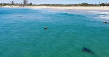 أسماك القرش تثير رعب المصطافين على الشواطئ الاسترالية "صور"