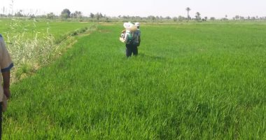 صور .. حملات لإزالة زراعات الأرز المخالفة بمحافظة الفيوم 