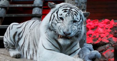 نمور بيضاء ودببة فى حديقة حيوانات رويف روشى بروسيا