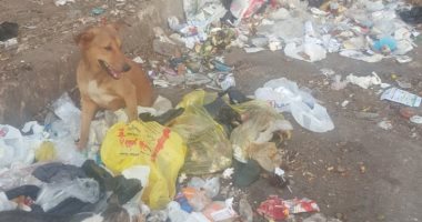 سكان شارع السد العالى بمدينة نصر يعانون انتشار الكلاب الضالة