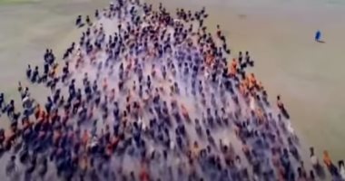 شاهد.. آلاف الخيول يشاركون فى مهرجان "نادام" الصينى