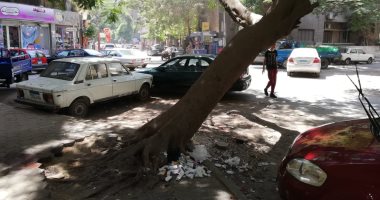 قارئ يحذر من سقوط شجرة بشارع الحسن بالدقى وتعرض حياة المواطنين للخطر