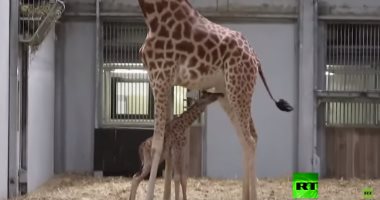 شاهد.. فرحة عارمة بحديقة حيوان باريس بعد الولادة الناجحة لإحدى الزرافات