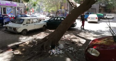 قارئ يحذر من سقوط شجرة بشارع الحسن بالدقى تعرض حياة المواطنين للخطر