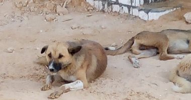 صور.. إستجابة لشكاوى المواطنين .."برج العرب" تتصدى لظاهرة انتشار الكلاب الضالة