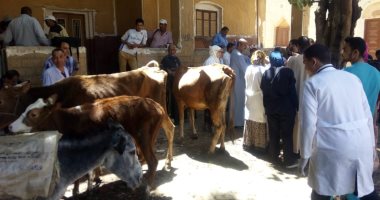 صور.. الكشف على 500 رأس ماشية ضمن قوافل جامعة أسيوط بالقرى الأكثر احتياجا