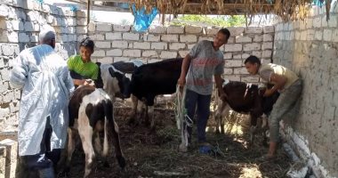 صور .. حملات لتحصين الماشية ضد مرض الحمى القلاعية غرب الإسكندرية