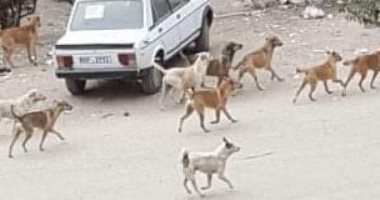 قارئ يشكو من انتشار الكلاب الضالة والقمامة  بشارع النصر بالخانكة