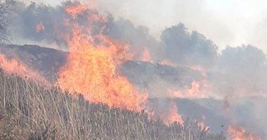 مستوطنون يشعلون النيران بـ1500 شجرة زيتون ببورين جنوب نابلس