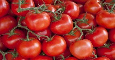 مصر خامس أكبر منتج للطماطم فى العالم و34 مليون دولار صادرات حتى أغسطس 2020 