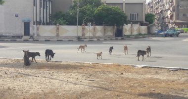 الكلاب الضالة تثير فزع سكان التجمع الثالث بالقاهرة الجديدة