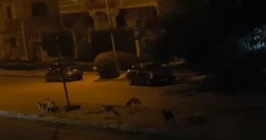 فيديو.. انتشار الكلاب الضالة بأعداد كبيرة فى الشيخ زايد.. والأهالى يستغيثون
