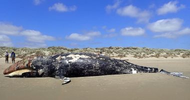 العلماء يحذرون: تغير المناخ يتسبب فى موت الحيتان
