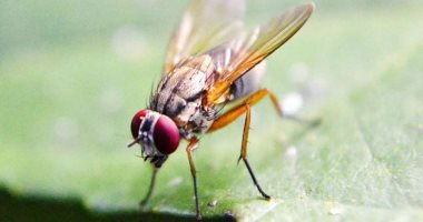 هل تشعر الحشرات بالألم المزمن؟ تقنية ذكية تكشف