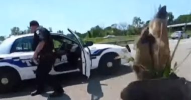 شاهد.. الشرطة الأمريكية تنقذ "غزال صغير" من مخاطر طريق سريع
