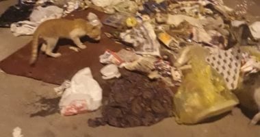 قارئ يشكو من انتشار القمامة بشارع نجاتى سراج بوسط القاهرة