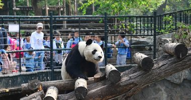 "كان عاوز يصحيها".. القبض على سائح رمى الباندا بصخرة فى الصين