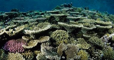 كنوز البحار.. 5 أنواع للشعاب المرجانية فى البحر الأحمر.. تعرف عليها