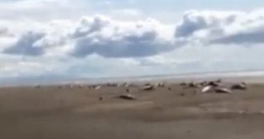 فيديو.. نفوق 50 حوتا بسبب موجات المد والجزر فى غرب أيسلندا