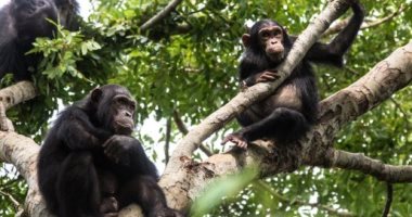 دراسة تكشف عن تصرفات للشمبانزى تشبه علاقات البشر مع بعضهما