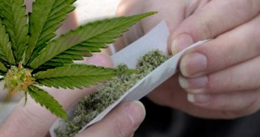 محكمة إيطالية تصدر حكما بإجازة زراعة الماريجوانا فى المنازل