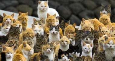 لو بتحب الحيوانات الأليفة عيش هناك..3 جزر يابانية بها قطط يفوق عدد سكانها 