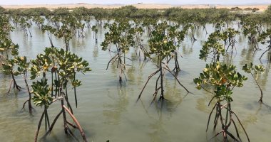 نقيب الزراعيين: التوسع فى زراعة أشجار القندل لحماية شواطئ البحر الأحمر