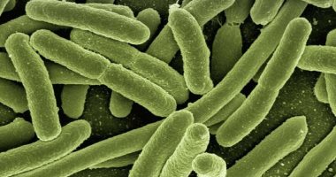 علماء يتوصلون إلى أدلة جديدة تكشف مراحل تطور البكتيريا