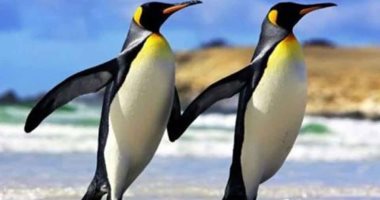 زوج من طائر البطريق يتسكع فى مطعم للسوشى بنيوزيلندا