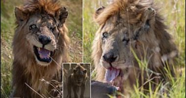 العثور على "سكار" الحقيقى شرير فيلم Lion King بكينيا.. اعرف القصة