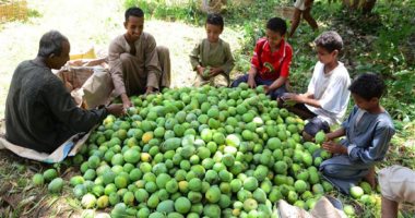 الزراعة: حملات على المحاصيل البستانية وبرامج مكافحة للعفن الهبابى للمانجو