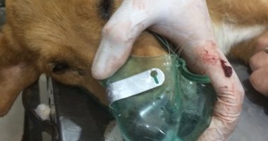 صور.. الطب البيطرى بكفر الشيخ يجرى عملية إزالة ورم بالثدى لـ"كلبة"