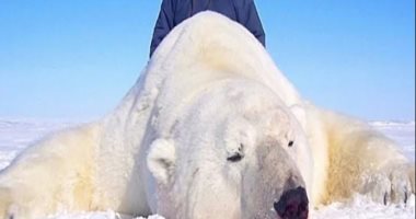 البشر أخطر الكائنات.. مسابقة لقتل الدببة القطبية والجائزة 36 ألف جنيه استرلينى