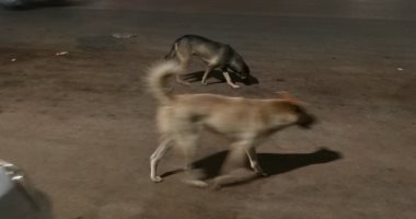 انتشار الكلاب الضالة يزعج أهالى مساكن الشروق بمدينة نصر