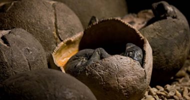  بيض ديناصور فى الصين.. طفل يكتشف بيضة عمرها 66 مليون سنة