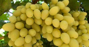5 reasons why you should eat grapes daily.. the most prominent of which is to lose excess weight
