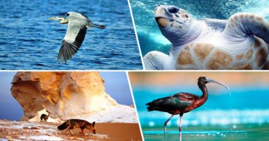 10 خطوات لدعم السياحة المستدامة وسياحة المحميات الطبيعية.. تعرف عليها 