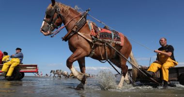 صور.. انطلاق مهرجان صيد الجمبرى بالخيول فى بلجيكا