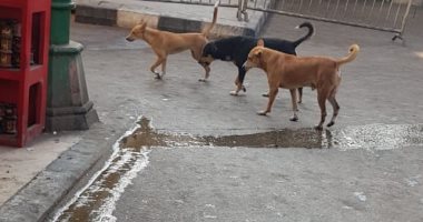 صور.. شكوى من انتشار الكلاب الضالة فى منطقة الحسين بالقاهرة
