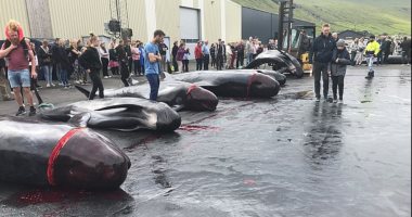  حمام دم.. سكان جزر "الفارو" يصطادون الحيتان ويذبحونها فى مشهد مرعب