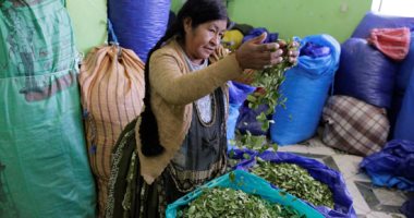 مزارعون فى بوليفيا يعرضون أوراق (الكوكا) المخدرة للبيع فى سوق قانونى