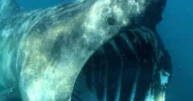 علماء اسكتلنديون يستعينون بكاميرات عالية الدقة لمتابعة سلوك أسماك القرش