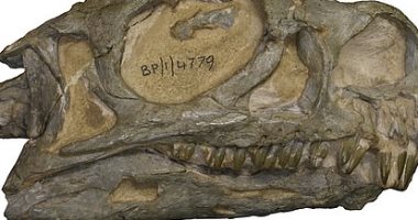دراسة حديثة تحدد نوع جديد من فصيلة الديناصورات البالغ عمرها 200 مليون سنة  