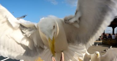 علماء يكتشفون طريقة لمنع طيور النورس من سرقة طعام المصطافين