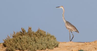 6 معلومات عن طائر "البلشون الجبار" أحد ثروات المحميات الطبيعية فى مصر