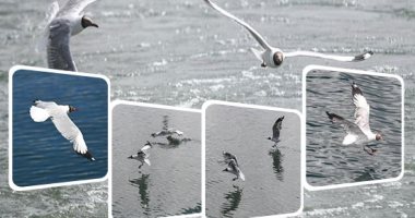 "سحر الطبيعة يسر الناظرين" طيور النورس تلامس المياه فوق بحيرة بانقونغ 